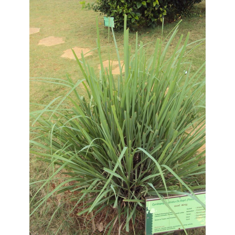 Cymbopogon Citratus  - Té limón