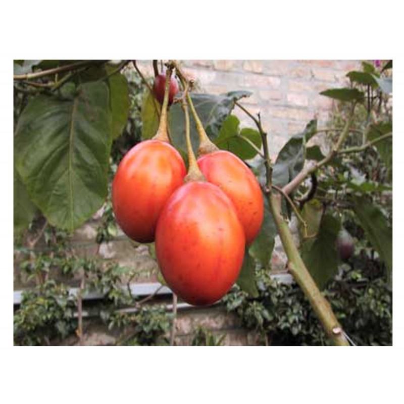 Cyphomandra betacea  Árbol del tomate, Tamarillos