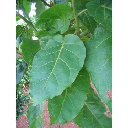 Cyphomandra betacea  Árbol del tomate, Tamarillos