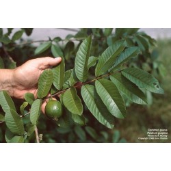 Psidium Guajava - Guayaba