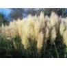 Cortaderia selloana - Hierba de las pampas