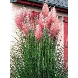 Cortaderia Selloana Rosea - Hierba Pampas