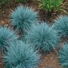 Festuca Ovina Glauca - Festuca azul