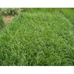 Pasto Lolium Rye Grass Anual Para Ganado