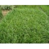 Pasto Lolium Rye Grass Anual Para Ganado