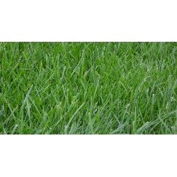 Poa Pratensis - Pasto Azul