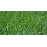 Poa Pratensis - Pasto Azul