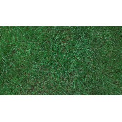 Poa Pratensis - Pasto Azul