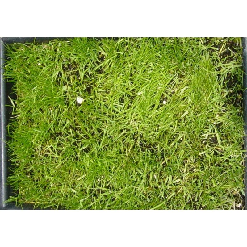 Pasto Festuca Rubra - country Shade Para Sombra