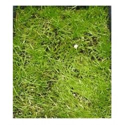 Pasto Festuca Rubra - country Shade Para Sombra