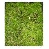 Pasto Festuca Rubra - country Shade Para Sombra