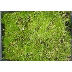 Pasto Festuca Rubra - country Shade Para Sombra SACO