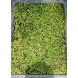 Lolium Perene - Rye Grass - Pasto inglés