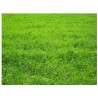 Lolium Perene - Rye Grass - Pasto inglés SACO