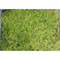 Lolium Perene - Rye Grass - Pasto inglés SACO