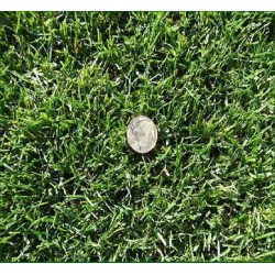 Pasto Hard Fescue Bardur - Festuca Longifolia