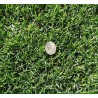 Pasto Hard Fescue Bardur - Festuca Longifolia