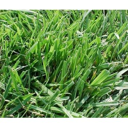 Pasto Hard Fescue Bardur - Festuca Longifolia