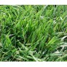 Pasto Hard Fescue Bardur - Festuca Longifolia