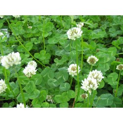 Trebol Blanco - Trifolium Repens 1 Kg