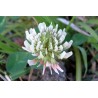 Trebol Blanco - Trifolium Repens 1 Kg