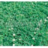 Trebol Blanco - Trifolium Repens 1 Kg