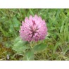 Trebol rojo. Germinados - Trifolium Pratense SACO