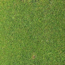 Agrostis Canina X  Dominant X-treme Bentgrass 250 grs