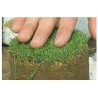 Agrostis Canina X  Dominant X-treme Bentgrass 250 grs