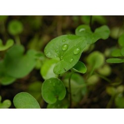 Dichondra repens  Dicondra u Oreja de ratón