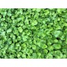 Dichondra repens  Dicondra u Oreja de ratón 1 Kilo