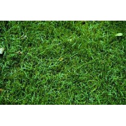 Poa Trivialis  - Pasto gris