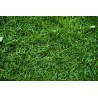 Poa Trivialis  - Pasto gris