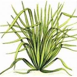 Cymbopogon Citratus  - Té limón