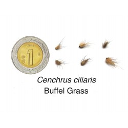 pasto Buffel - Cenchrus Ciliaris