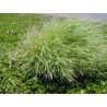 pasto Buffel - Cenchrus Ciliaris Saco 5 kilos