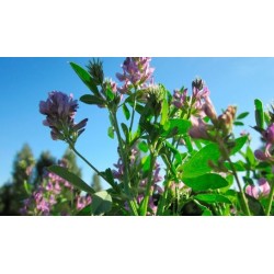 Medicago Sativa - Alfalfa para germinar