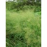 Panicum máximum Var Tanzania   - Zacate de Guinea o Tanzania