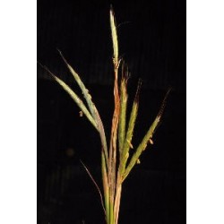 Andropogon gayanus - Pasto llanero Saco 7 kilos