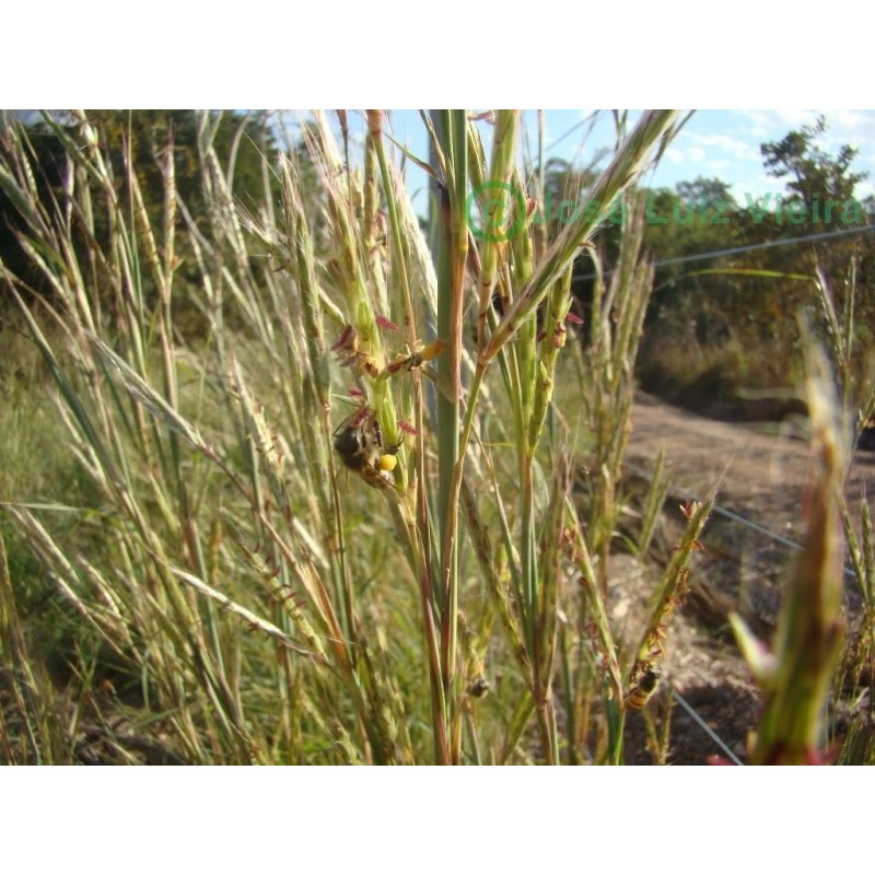 Andropogon gayanus - Pasto llanero Saco 7 kilos