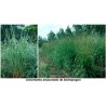 Andropogon gayanus - Pasto llanero Saco 7 kilos