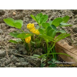 Arachis Hypogaea - Mani Cacahuate Crudo 1Lb