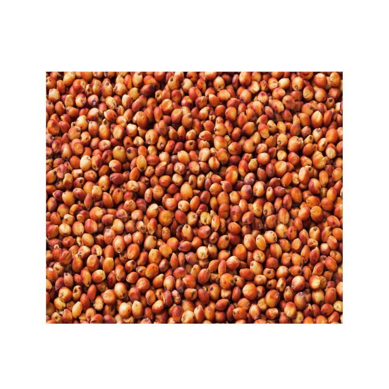 Sorghum var. (su miel II) -  Sorgo (Forrajero)