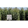 Sorghum var. (su miel II) -  Sorgo (Forrajero) Saco 20 kilos