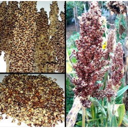 Sorgo S/tratamiento Sorghum var. bicolor  -  Sorgo...