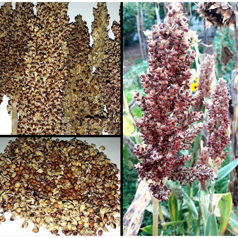 Sorgo S/tratamiento Sorghum var. bicolor  -  Sorgo Forrajero Germinados  Saco 20 Kg