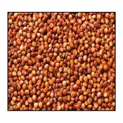 Sorgo S/tratamiento Sorghum var. bicolor  -  Sorgo Forrajero Germinados  Saco 20 Kg