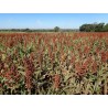 Sorgo S/tratamiento Sorghum var. bicolor  -  Sorgo Forrajero Germinados  Saco 20 Kg