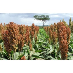 Sorgo S/tratamiento Sorghum var. bicolor  -  Sorgo Forrajero Germinados  Saco 20 Kg