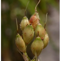 Sorgo S/tratamiento Sorghum var. bicolor  -  Sorgo Forrajero Germinados  Saco 20 Kg